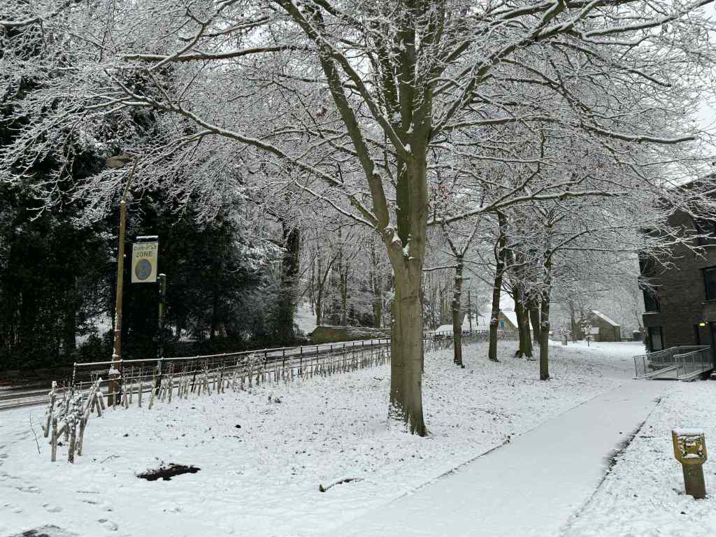 Snowy Trees in Durham